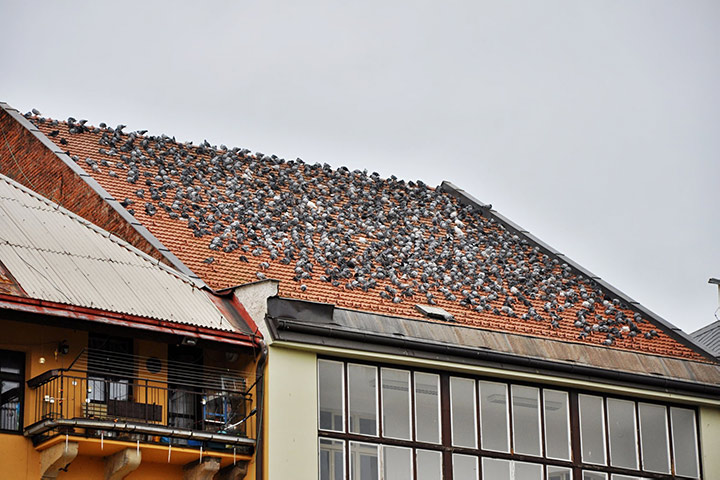 A2B Pest Control are able to install spikes to deter birds from roofs in Hurstpierpoint. 