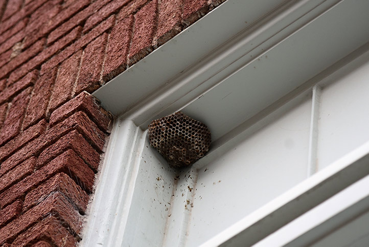 We provide a wasp nest removal service for domestic and commercial properties in Hurstpierpoint.